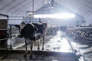 FORO AGRO GANADERO, Las ayudas extraordinarias al sector lácteo llegarán en las próximas semanas