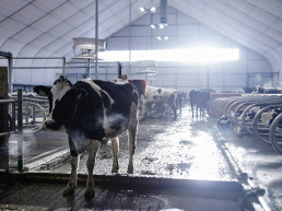 FORO AGRO GANADERO, Las ayudas extraordinarias al sector lácteo llegarán en las próximas semanas