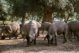 FORO AGRO GANADERO, España, tercer país de la UE con más peticiones para almacenar carne porcino