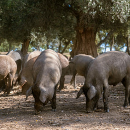 FORO AGRO GANADERO, España, tercer país de la UE con más peticiones para almacenar carne porcino