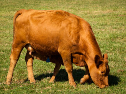 FORO AGRO GANADERO, El sector del vacuno de carne y los cítricos centran el paquete de ayudas por la guerra