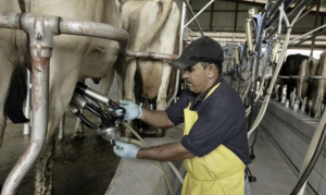 FORO AGRO GANADERO, Bruselas aprueba las ayudas de España al sector lácteo por la guerra en Ucrania