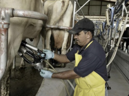 FORO AGRO GANADERO, Bruselas aprueba las ayudas de España al sector lácteo por la guerra en Ucrania