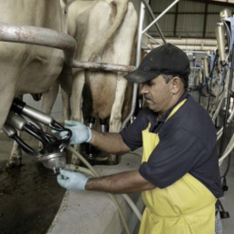 FORO AGRO GANADERO, Bruselas aprueba las ayudas de España al sector lácteo por la guerra en Ucrania