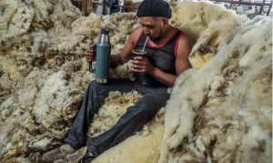 FORO AGRO GANADERO, Los esquiladores esperan al buen tiempo para impulsar una campaña con la lana devaluada