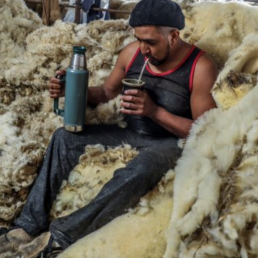 FORO AGRO GANADERO, Los esquiladores esperan al buen tiempo para impulsar una campaña con la lana devaluada