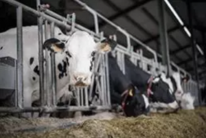 AXON COMUNICACION, El Gobierno empieza a abonar este lunes las ayudas directas de 159 millones a los ganaderos del sector lácteo
