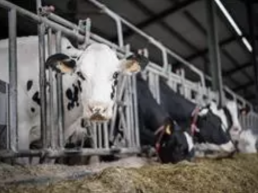 AXON COMUNICACION, El Gobierno empieza a abonar este lunes las ayudas directas de 159 millones a los ganaderos del sector lácteo