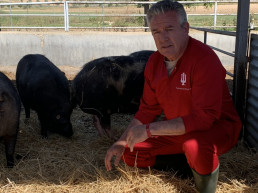 Opinión de Antonio Palomo: OMSA (OIE) cerdo