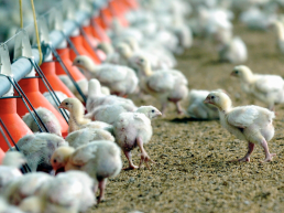 El Gobierno cree que hablar de desabastecimiento de pollo es lanzar «profecías» irreales, foto pollitos