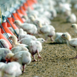 El Gobierno cree que hablar de desabastecimiento de pollo es lanzar «profecías» irreales, foto pollitos