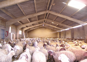 Impulso al envío de cordero por la Fiesta del Sacrificio aunque Libia apenas compra, foto ovejas