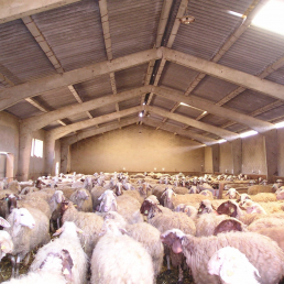 Impulso al envío de cordero por la Fiesta del Sacrificio aunque Libia apenas compra, foto ovejas