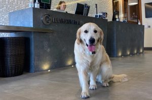 ILUNION Hotels aceptará mascotas en todos sus establecimientos, FOTO PERRO LABRADOR RETREVIER