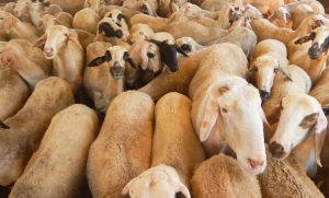 Melilla autoriza la llegada desde la Península de 4.079 borregos para su sacrificio en la pascua grande islámica, foto ovejas