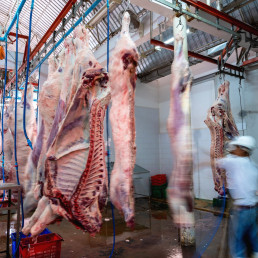 Sistemas de videovigilancia obligatorios en los mataderos, foto matadero