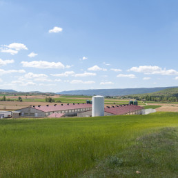 El TSJCM da la razón a ICPOR y anula la Ordenanza municipal sobre gestión de purines de Almendros  