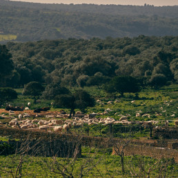 Bosques más resistentes al cambio climático combinando producción forestal y pastoreo