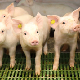 Los cuidados neonatales tempranos del lechón reducirían su mortalidad y mejorarían la calidad de la carne  