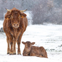 La certificación acreditada en bienestar animal se consolida como herramienta clave para evitar el estrés térmico