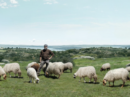 INTEROVIC busca pastores reales para protagonizar su próximo spot publicitario, foto pastor con ovejas
