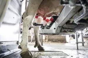 Los ganaderos cántabros de vacuno de leche ya pueden usar 'Contaláctea' para calcular sus costes de producción, foto ordeño leche