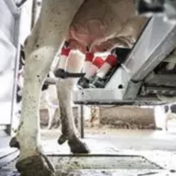 Los ganaderos cántabros de vacuno de leche ya pueden usar 'Contaláctea' para calcular sus costes de producción, foto ordeño leche
