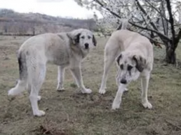 Se pone en marcha ayudas para el mantenimiento de mastines en zonas con riesgo de presencia de lobo ibérico, foto perro mastín