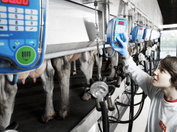 Fabricar piensos de proximidad y más digeribles para reducir los impactos ambientales de la ganadería