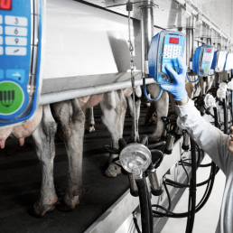 Fabricar piensos de proximidad y más digeribles para reducir los impactos ambientales de la ganadería