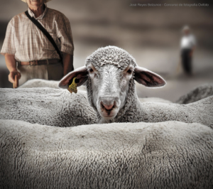 INTEROVIC respalda la inmovilización del ganado ovino por parte de la consejería de Castilla – La Mancha, como medida para reducir el riesgo de contagio por viruela
