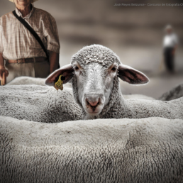 INTEROVIC respalda la inmovilización del ganado ovino por parte de la consejería de Castilla – La Mancha, como medida para reducir el riesgo de contagio por viruela