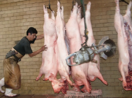 El seguro de recogida de ganado muerto, una póliza que llega al 90 % granjas