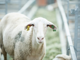 FIGAN 2023 reconoce la excelencia a cuatro explotaciones ganaderas y presentará 40 razas en el certamen