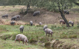 Luis Planas subraya la importancia de aunar esfuerzos para reforzar el liderazgo del porcino ibérico