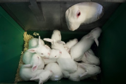 El IRTA probará un nuevo sistema de producción de conejos como alternativa a las jaulas de alambre