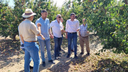 La comunidad murciana pone tratamientos cicatrizantes del arbolado a disposición de los agricultores afectados por el granizo