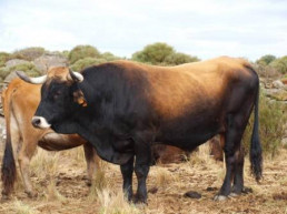 Agricultura destina 2 millones de euros la fomento de la cría e inscripción de ejemplares de razas puras de CyL