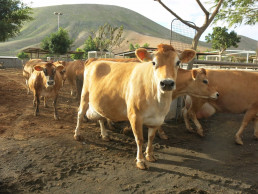 El Gobierno de Canarias distribuye más de 3 millones en ayudas a 186 productores de leche