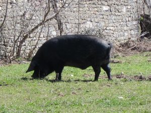 El precio de los cerdos aumenta un 27% interanual hasta marzo, según Unió de Pagesos