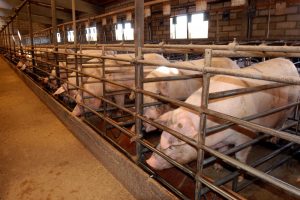 Unión de Uniones atribuye los beneficios del sector porcino a una menor producción en la UE