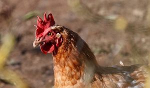 La OMS advierte de que los brotes de gripe aviar en animales "suponen un riesgo para los humanos"