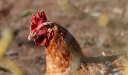 La OMS advierte de que los brotes de gripe aviar en animales 