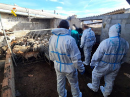 Desmantelan una trama implicada en sacrificio clandestino de ganado para la venta ilegal de carne en Alicante