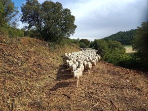 Desarrollo Rural destina 85.000 euros para la ganadería trashumante