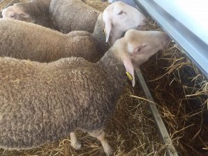 APAG alerta de que las últimas olas de calor han acabado con el cereal y la comida para el ganado de Guadalajara