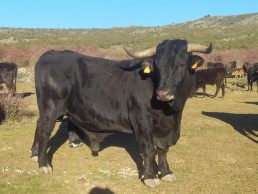 Nerviosismo en el sector ganadero de la Sierra Norte de Guadalajara ante la falta de agua para su ganado