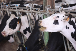  FCAC, Asoprovac y JARC piden al Govern ayudas para comprar paja para el bovino de carne