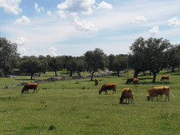 Andalucía contaba en 2020 con cerca de 268.000 explotaciones agrícolas, un 10% más que en 2009, según el IECA