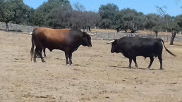 Consejo- Junta apoya la labor de las asociaciones de criadores de ganado con cerca de 2 millones en ayudas